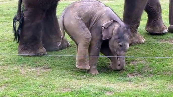 Cute baby elephant s first steps -and steps on his trunk! Adorable! At the Whipsnade Zoo, UK