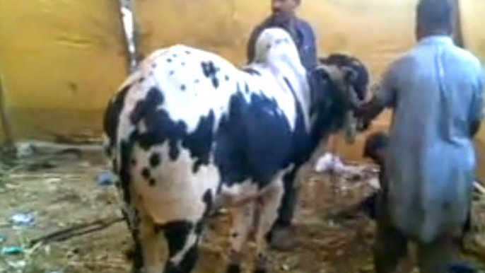 Cow Mandi 2016 2017 Karachi Eid ul adha Sohrab Goth Gai Mandi