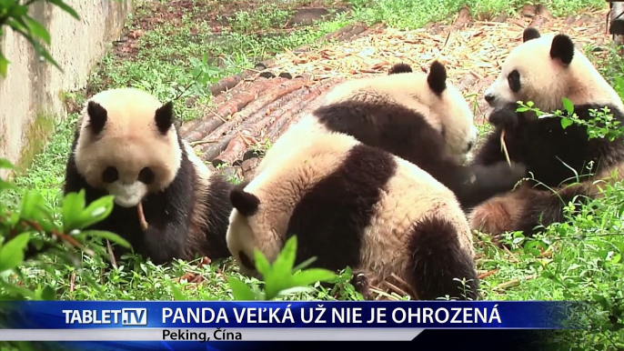 PANDA VELKA UZ NIE JE OHROZENA