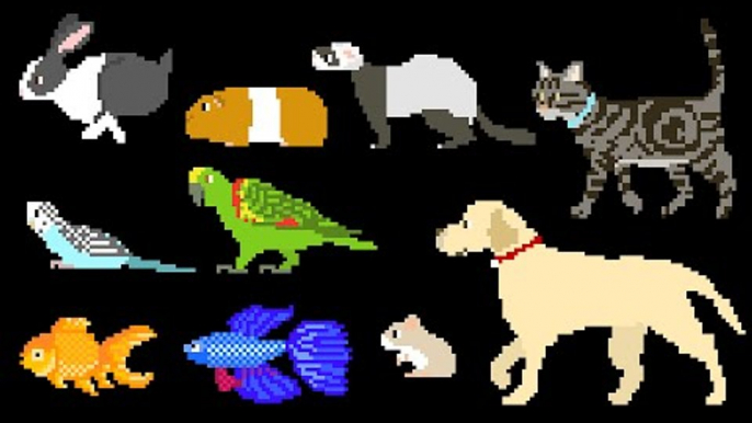 Pets - Dog, Cat, Rabbit, Fish, Birds, Hamster & More - The Kids' Picture Show (Fun & Educational)