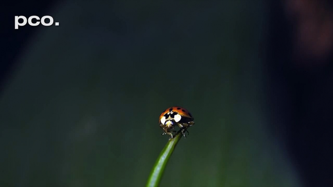 Décollage d'une coccinelle en super ralenti ! Slow Motion Impressionnant