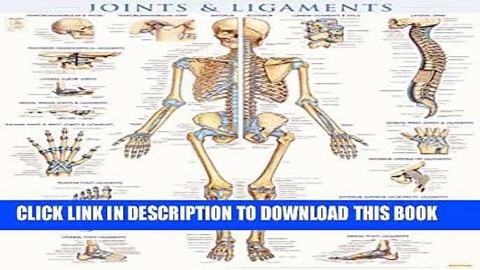 Collection Book Joints   Ligaments - Laminated