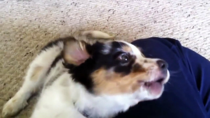 Funny video animals: Top 10 Cutest Puppies Howling Compilation