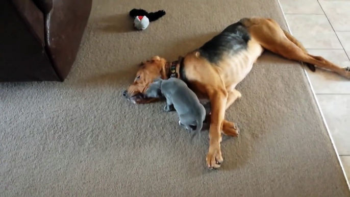 Ce chiot trop mignon joue avec un gros gros chien allongé