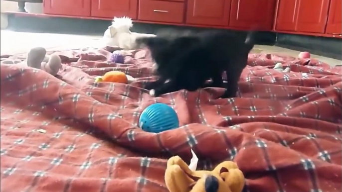Funny animal videos: Cute Puppy Videos Compilation