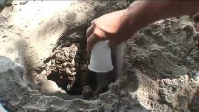 Hermit Crabs Wander Endlessly Through Sand Trap