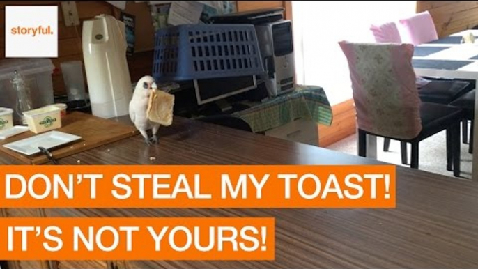 Cunning Cockatoo Shamelessly Steals Freshly Buttered Toast From Kitchen