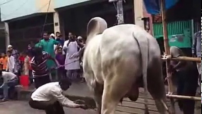 Qurbani Cow funny clips 2016-Qurbani Cow funny videos-Awesome Cow bakra kick-Men vs Cow-Youtube