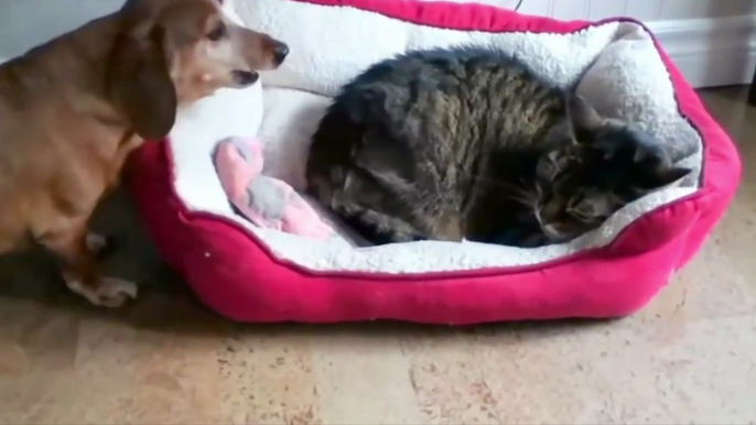 Funny animal videos: Best Of Funny Cats Stealing Dog Beds Compilation