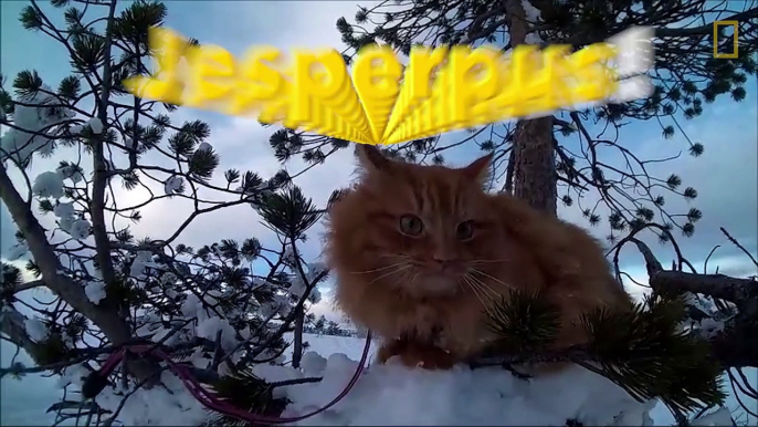 Watch - Skiing With Adorable Adventure Cat Jesperpus-K-Om-SmYe8U