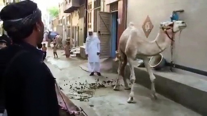 Camel Dancing On The Naat Of Holy Prophet Hazrat Muhammad (PBUH) @#$%