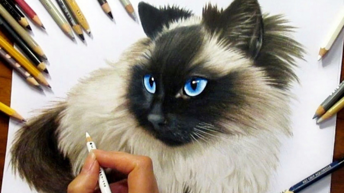 Speed Drawing of a Ragdoll Cat How to Draw Pets Time Lapse Art Video Colored Pencil Illustration Artwork Draw Realism