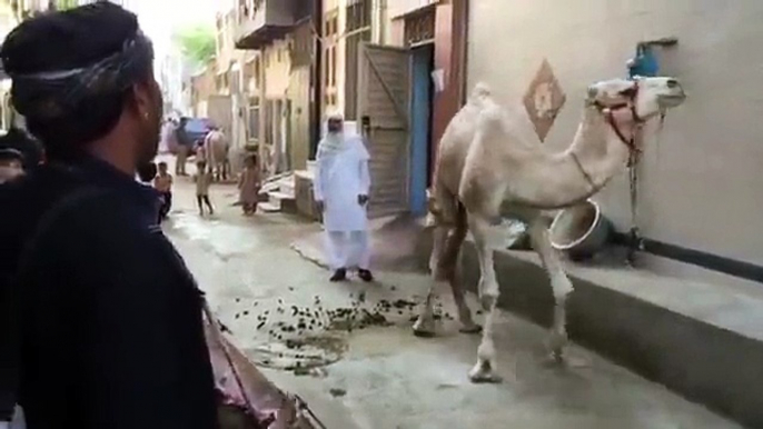 Camel Dancing On The Naat Of Holy Prophet Hazrat Muhammad (PBUH)