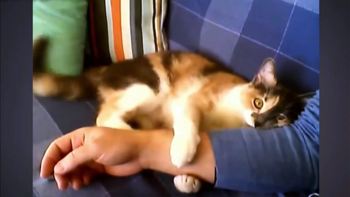 Funny Animal Videos: Cute Cat Videos Compilation