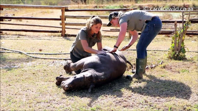 Premier bain d'un bébé rhinocéros ! Trop mignon...