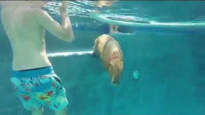 Capybara Spends Day Chilling at the Pool