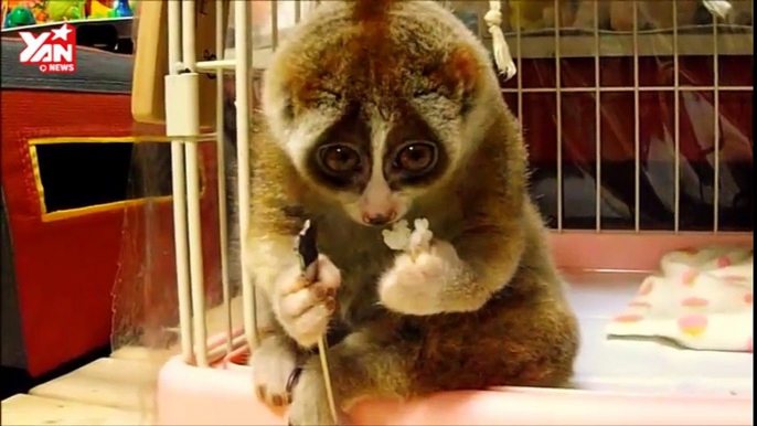 Slow Loris eating a Rice Ball