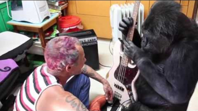 Koko the Gorilla Plays Bass Guitar With Flea From Red Hot Chilli Peppers