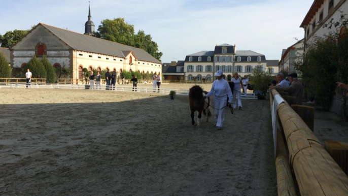 Concours de poneys Shetland