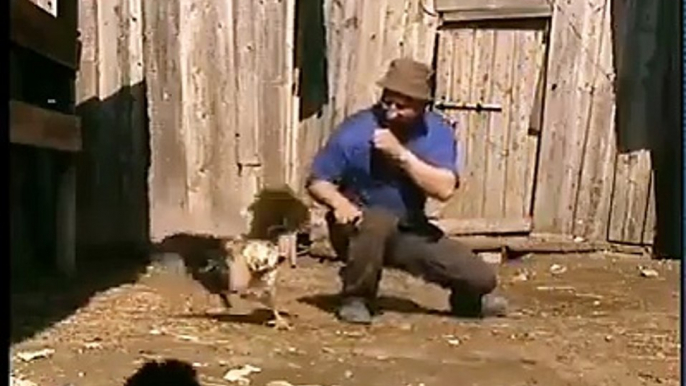 Funny Animals: That's Real Chicken Fight