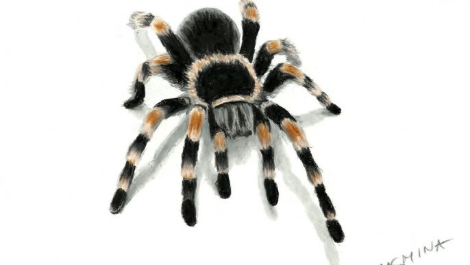 Speed Drawing of Tarantula Spider How to Draw Time Lapse Art Video Colored Pencil Illustration Artwork Draw Realism