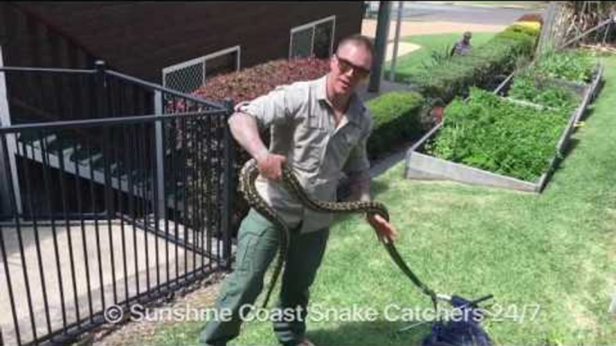 Snake Catcher Stumbles Across 8-Foot Carpet Python
