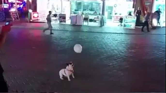 dog playing with his baloon amazing clip