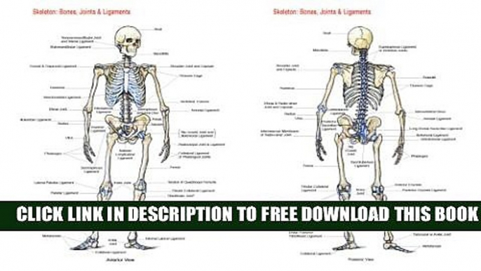 New Book Skeleton: Bones, Joints And Ligaments Chart