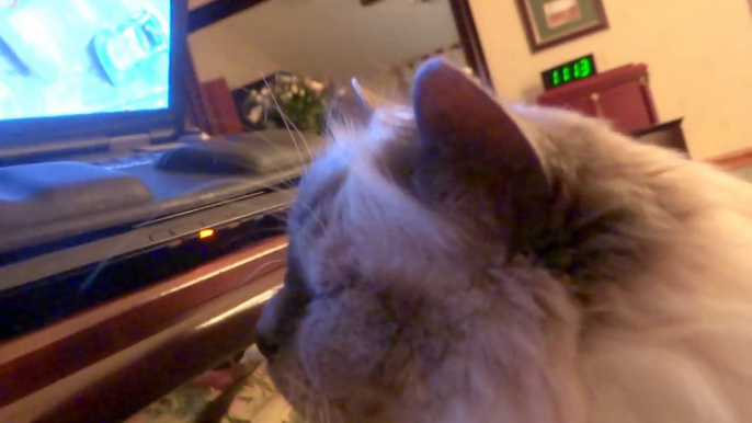 Tiffany the Birman Watches New Sister on UStream