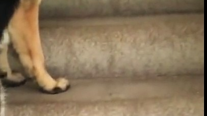 Ce gros chien aide un chaton à monter l'escalier ! Trop mignon ce Berger Allemand