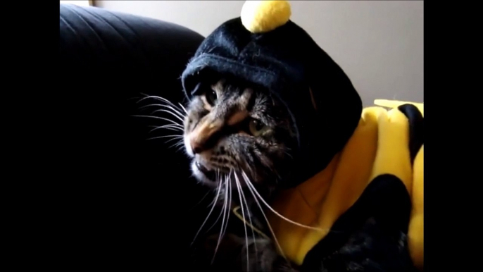 Ce costume d'abeille ne va pas réussir à ce chat : gamelle ridicule