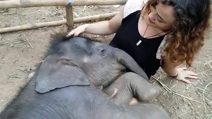 Un rapporto davvero speciale tra una bambina e un elefantino
