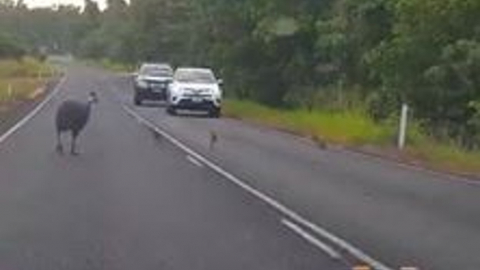 Video Shows Cassowary Chicks Days Before They Were Killed by Car