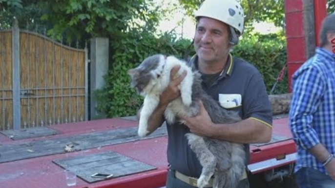 Amatrice (RI) - Terremoto, gatto salvato dalle macerie (27.09.16)