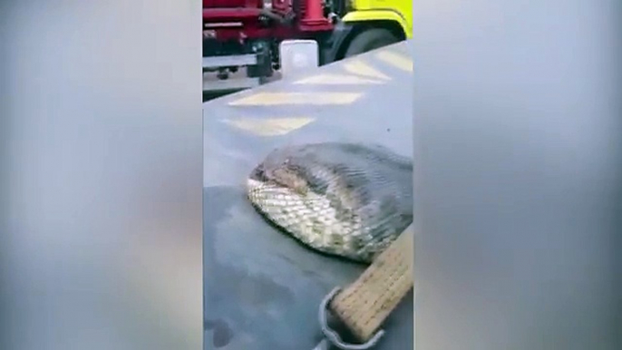 Construction workers discover 400kg anaconda on a Brazilian building site