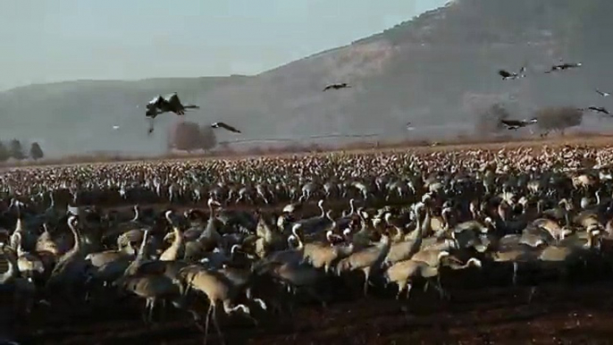 World of Wildlife - wild Cranes birds at Agamon Hula valley Nature Reserve, Israel