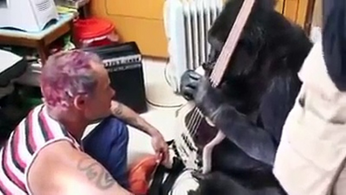 Il bassista dei Red Hot Chili Peppers suona con il gorilla Koko. Quello che fa l'animale è fantastico!