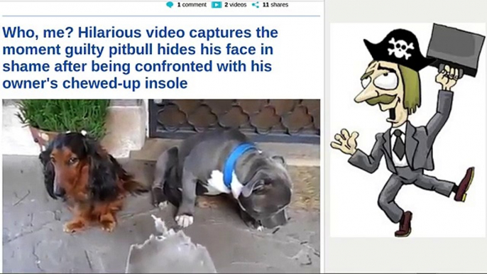 Who, me? Guilty pitbull hides his face in shame