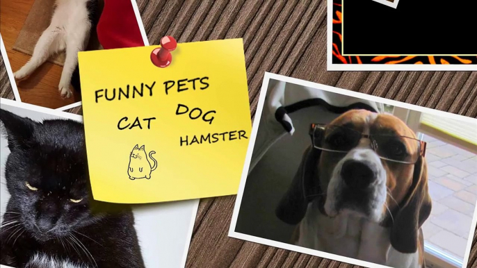 Nothing will make you laugh harder than funny animals - Funny animal compilation