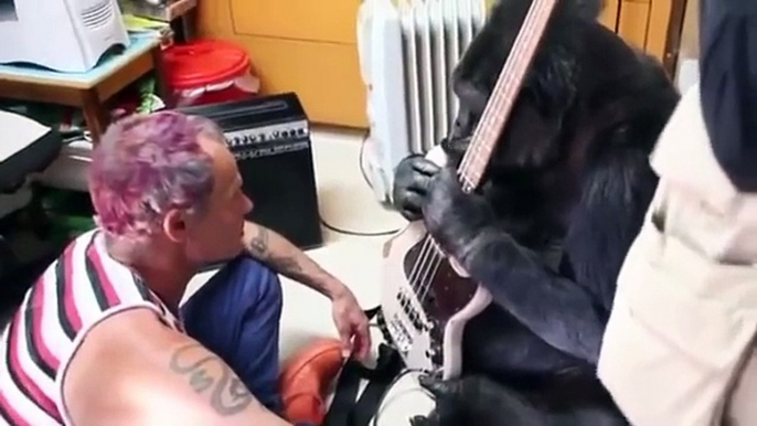 Un gorille joue de la guitare avec Flea des Red Hot Chili Peppers