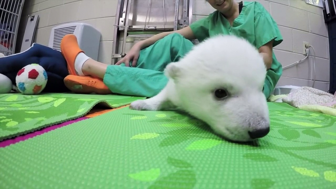 Ce bébé ours polaire blanc n'a qu'un mois ! Trop Mignon