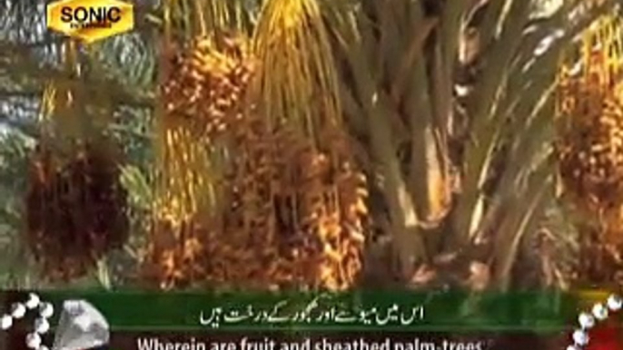 surah-rehman-tilawat-quran-beautiful-recitation-with-urdu-translation-surah-rehmanmulk-qtv-majeed