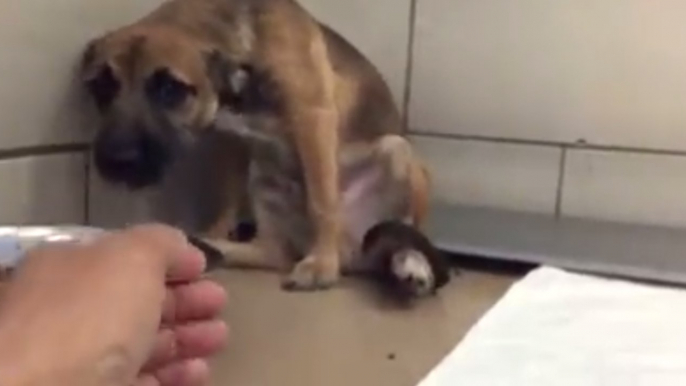 Tende la mano ad un cucciolo spaventato nel canile. Per la prima volta questo cane riceve amore