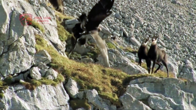 ► Eagle vs Mountain Goat  - THE RAMBO GOAT - animal fight 2016