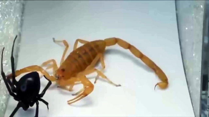 Black Widow Spider vs Scorpion - Animal Fights - Fight to Death