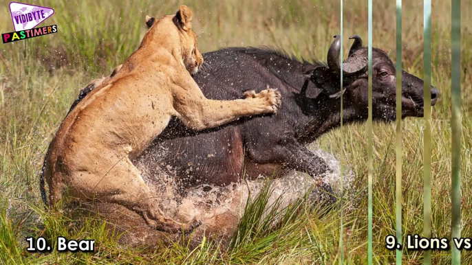 Top 10 Greatest and Biggest Wild Animal Fights