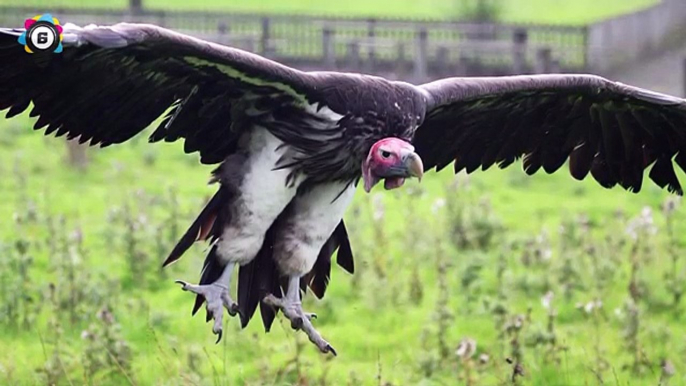 Biggest Birds Of Prey In The World