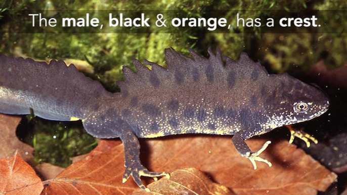 Green corridors under overhead lines : Triturus Cristarus, the great crested newt