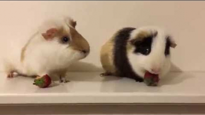 Guinea Pigs Nibble on Strawberries in Adorable Eating Competition