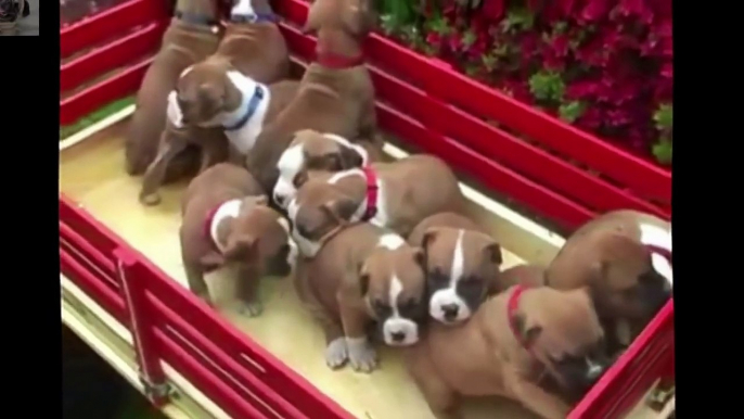 FUNNY DOGS - TOP 10 CUTEST BOXER PUPPY VIDEOS OF ALL TIME